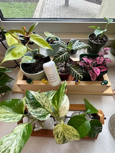 Customer photo review of Fungus Gnat Death Drops