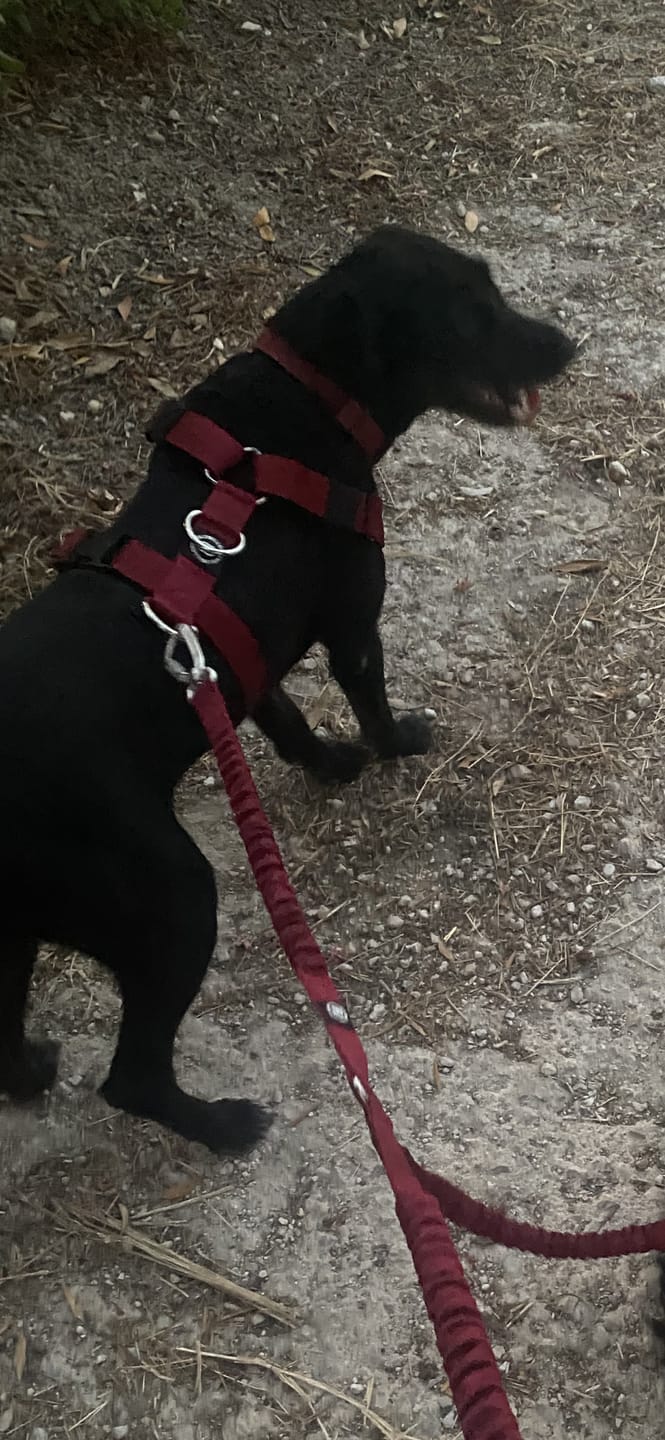 Customer photo review of Training Anti Pull TRI-Harness® | M-XL Breeds - Burgundy