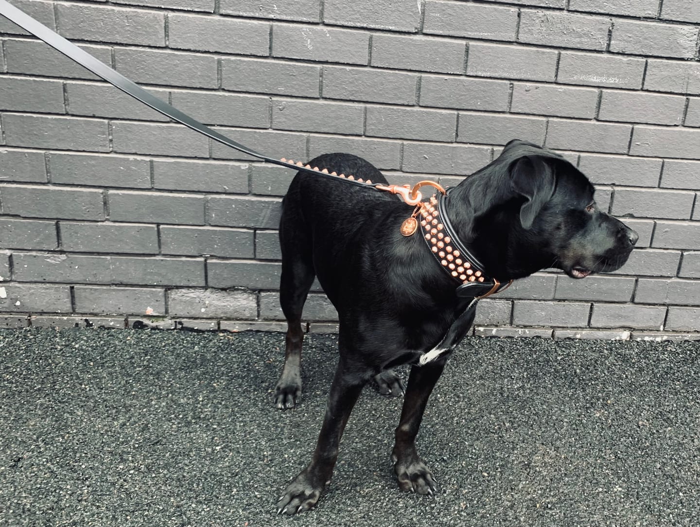 Customer photo review of Hand Made Leather Dog Collar - Ruthless Black  & Rose Gold (Wide Fit)
