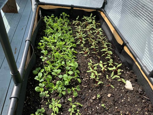 Customer photo review of Greenhouse Cover