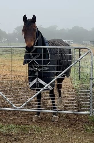 Customer photo review of Amigo 1200D Plus Turnout 250g