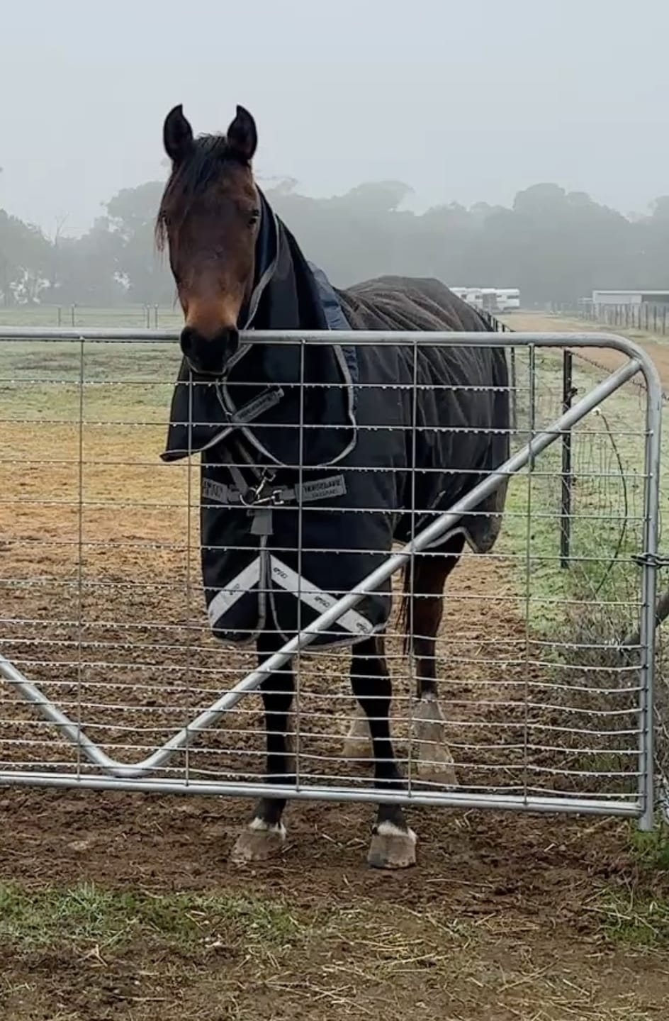 Customer photo review of Amigo 1200D Plus Turnout 250g