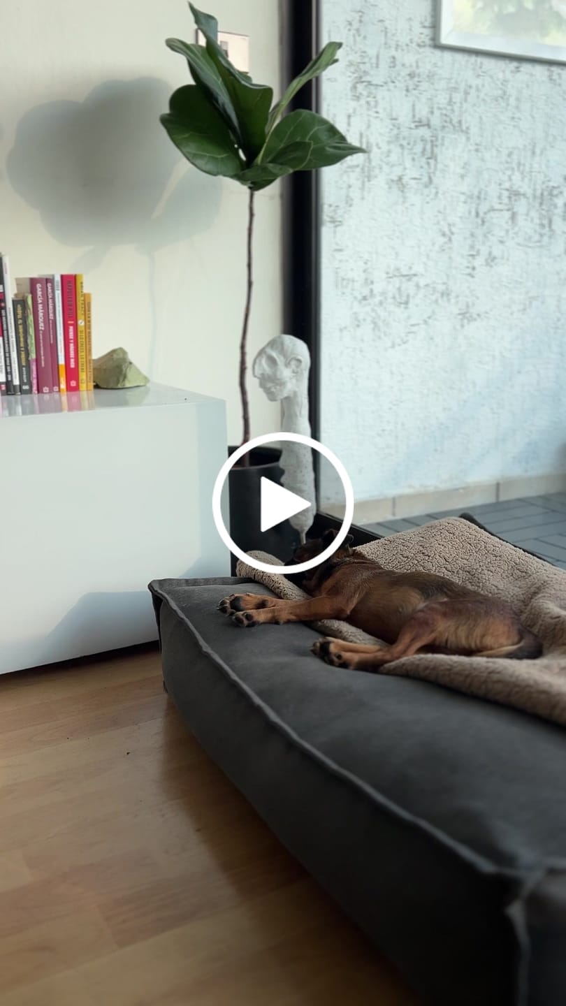 Customer video review of Cama Cojín Gris