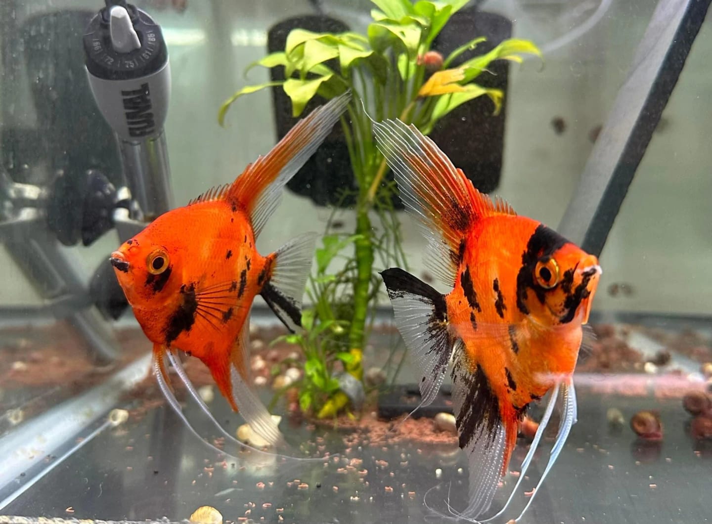 Customer photo review of Red Devil Angelfish