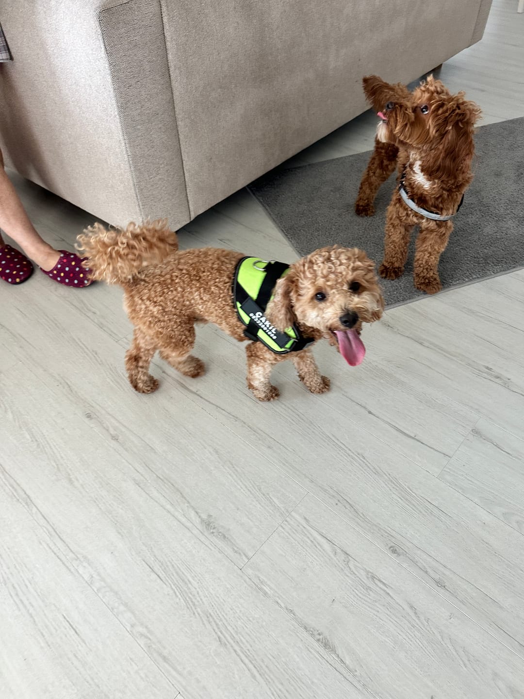 Customer photo review of MellowPurr Özelleştirilebilir No Pull Köpek Tasması