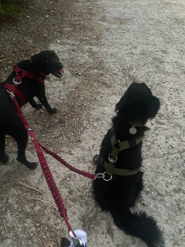 Customer photo review of Shock Absorber Lead | Double Ended - Burgundy