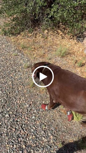 Customer video review of Leather Dog Booties - Doccasins - 1 pair