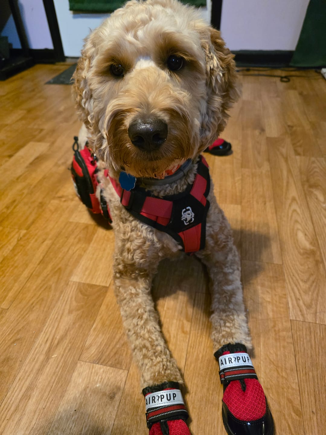 Customer photo review of AIR PUP SOCKS / BOOT LINERS