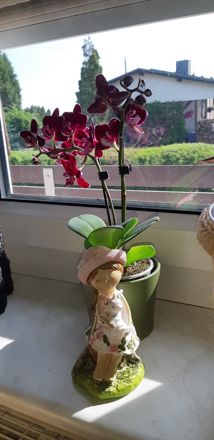 Customer photo review of Table Dance Aliyah Black mit dunkelroten Blüten und 2 Rispen