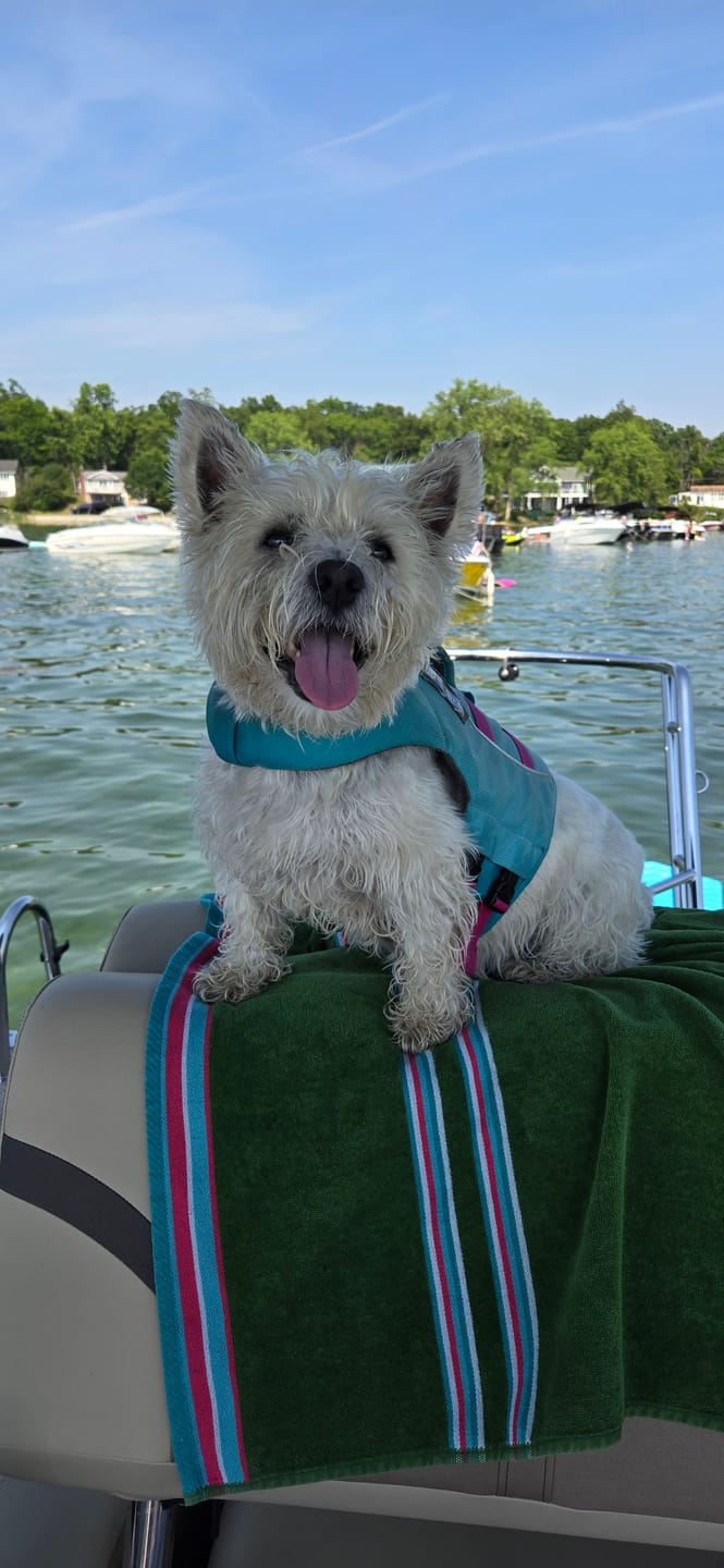 Customer photo review of 6 Inch Standard Bully Sticks