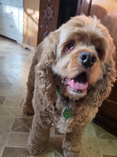 Customer photo review of FurLife™ - 12 Months Flea and Tick Tags for Dogs