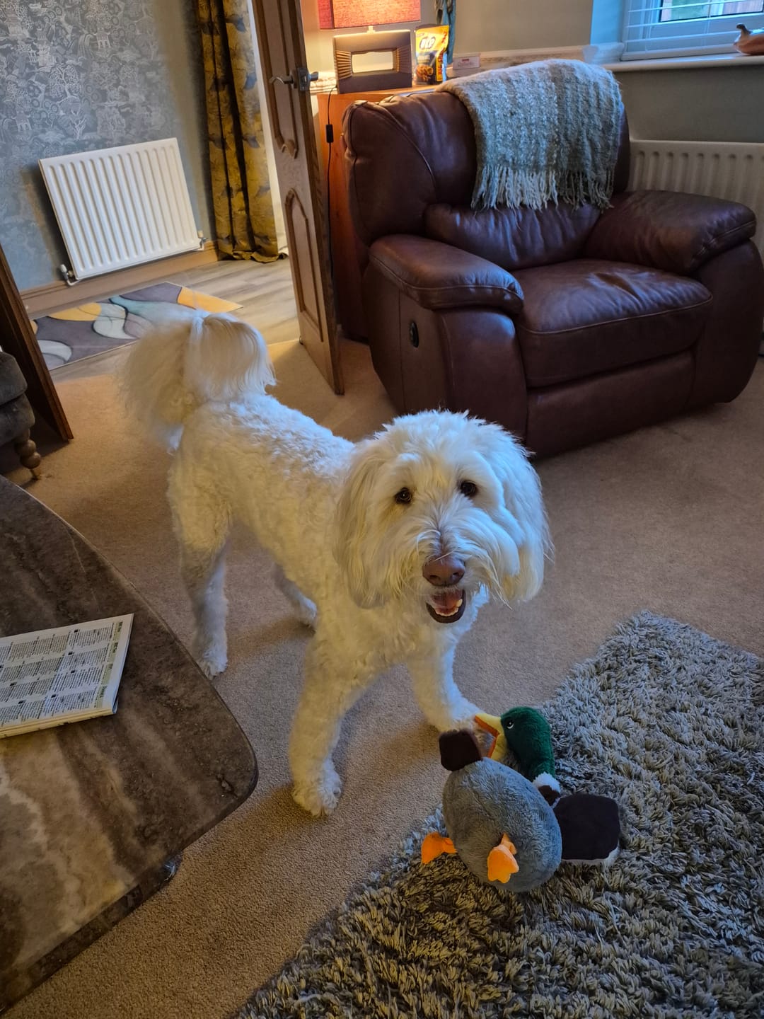 Customer photo review of Anti-Itch Dog Chews