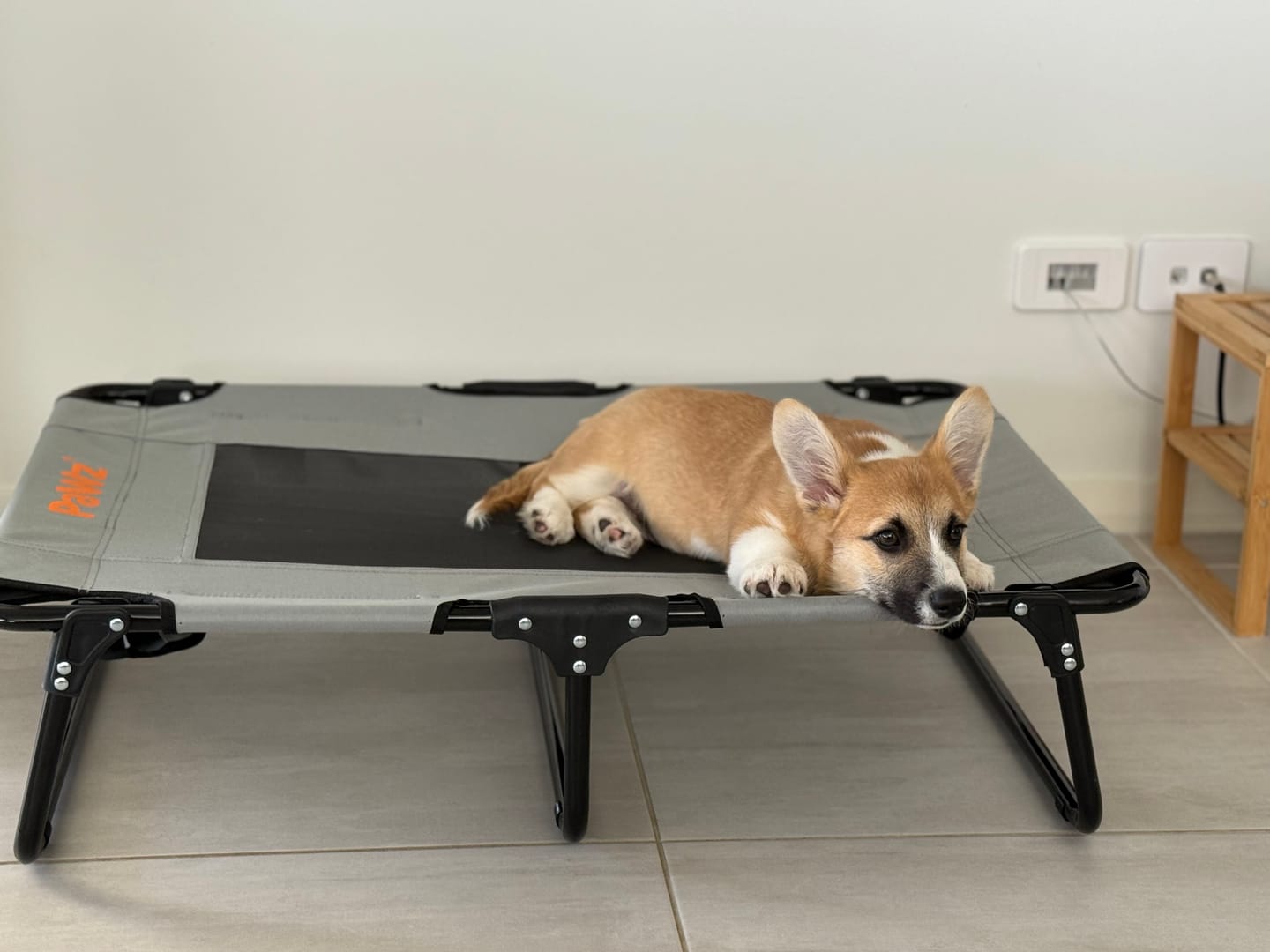 Customer photo review of PaWz Raised Dog Bed – Foldable Elevated Trampoline