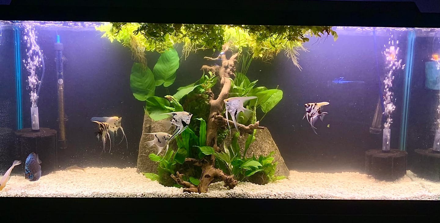 Customer photo review of Leopard Angelfish