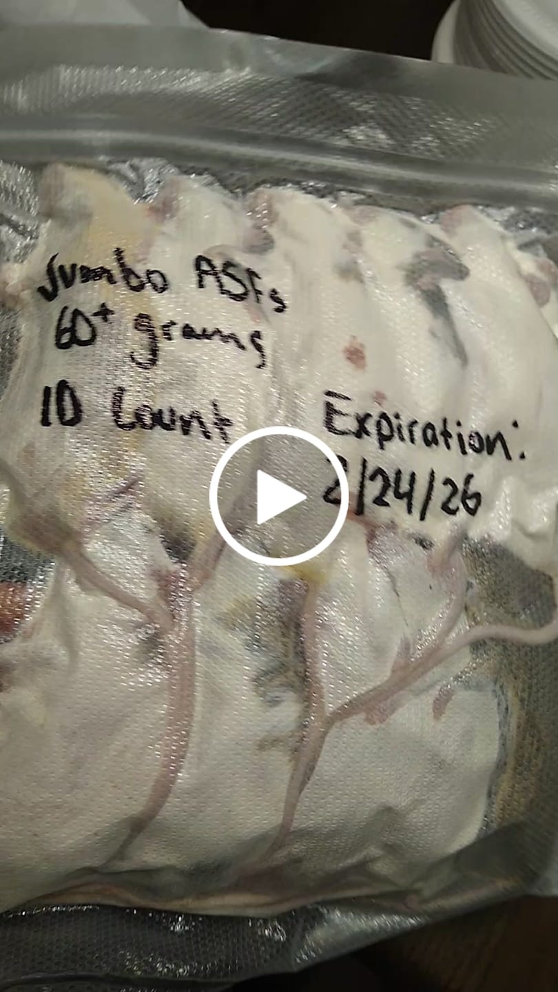 Customer video review of Jumbo African Soft Fur Rats (10 Count)