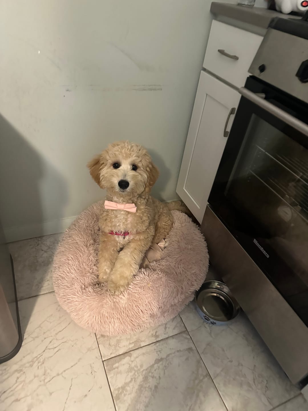 Customer photo review of Blush Bow Tie in Cotton