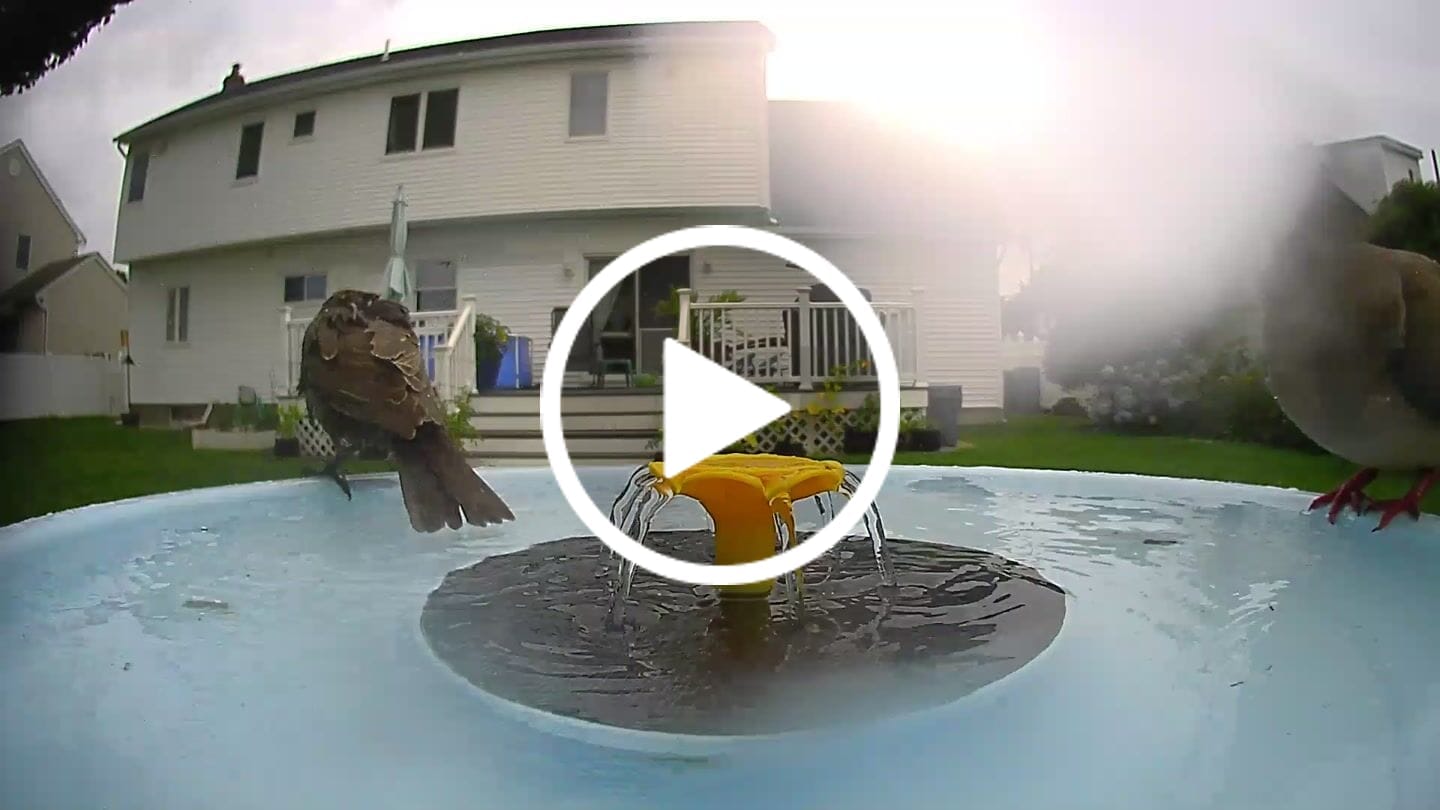 Customer video review of Birdfy Bath Pro - Smart Bird Bath with Camera