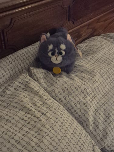 Customer photo review of Willa Plushie - The King of Kings