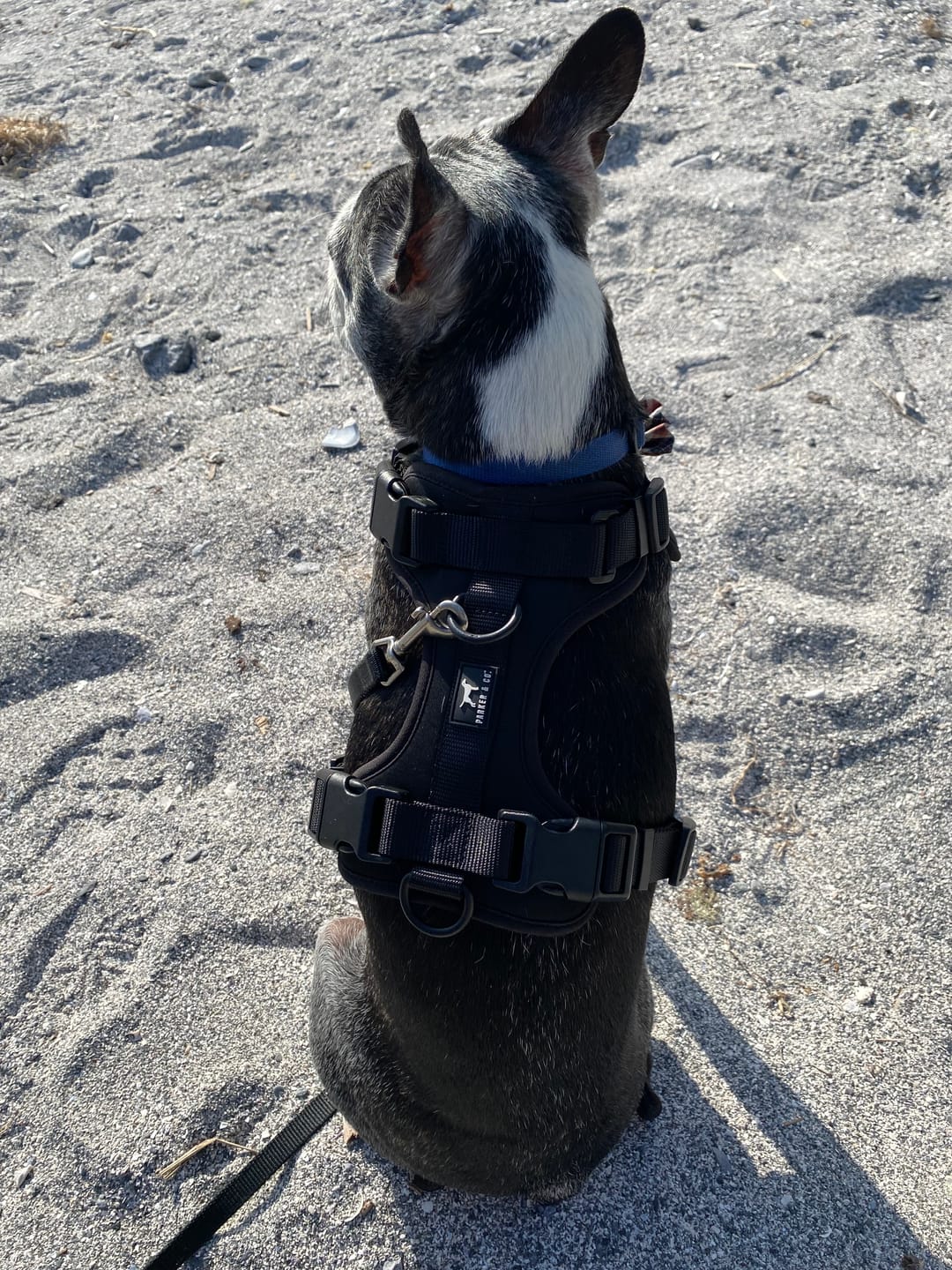 Customer photo review of Solace Adjustable Dog Harness