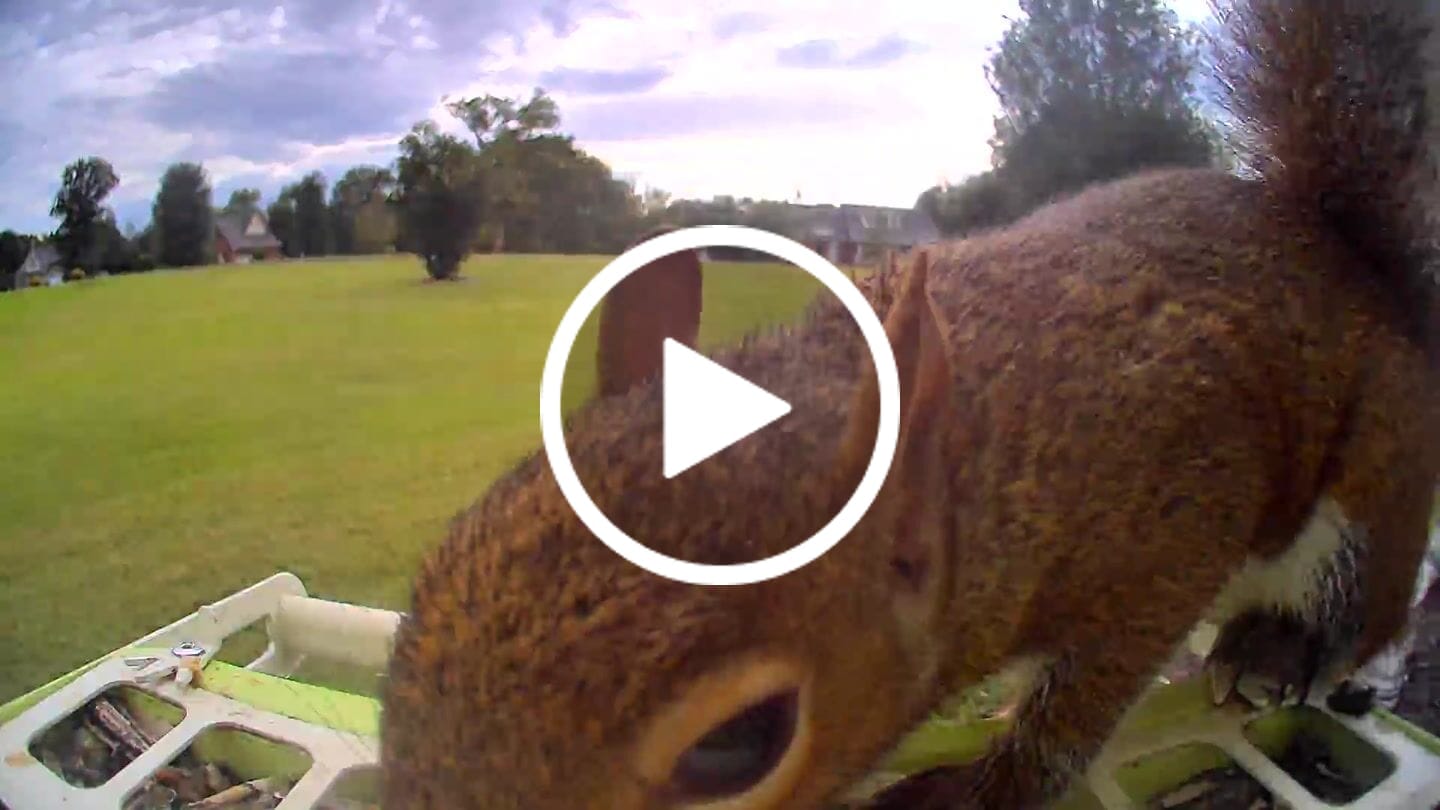 Customer video review of Birdfy Feeder Metal - Smart Metal Feeder with Camera