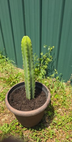 Customer photo review of Trichocereus Pachanoi Cuttings | San Pedro Cactus Cuttings