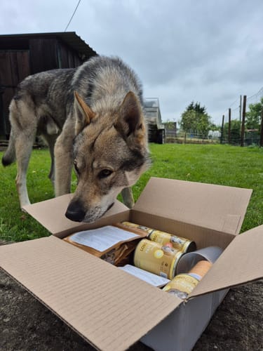 Customer photo review of Pack Perro Adulto