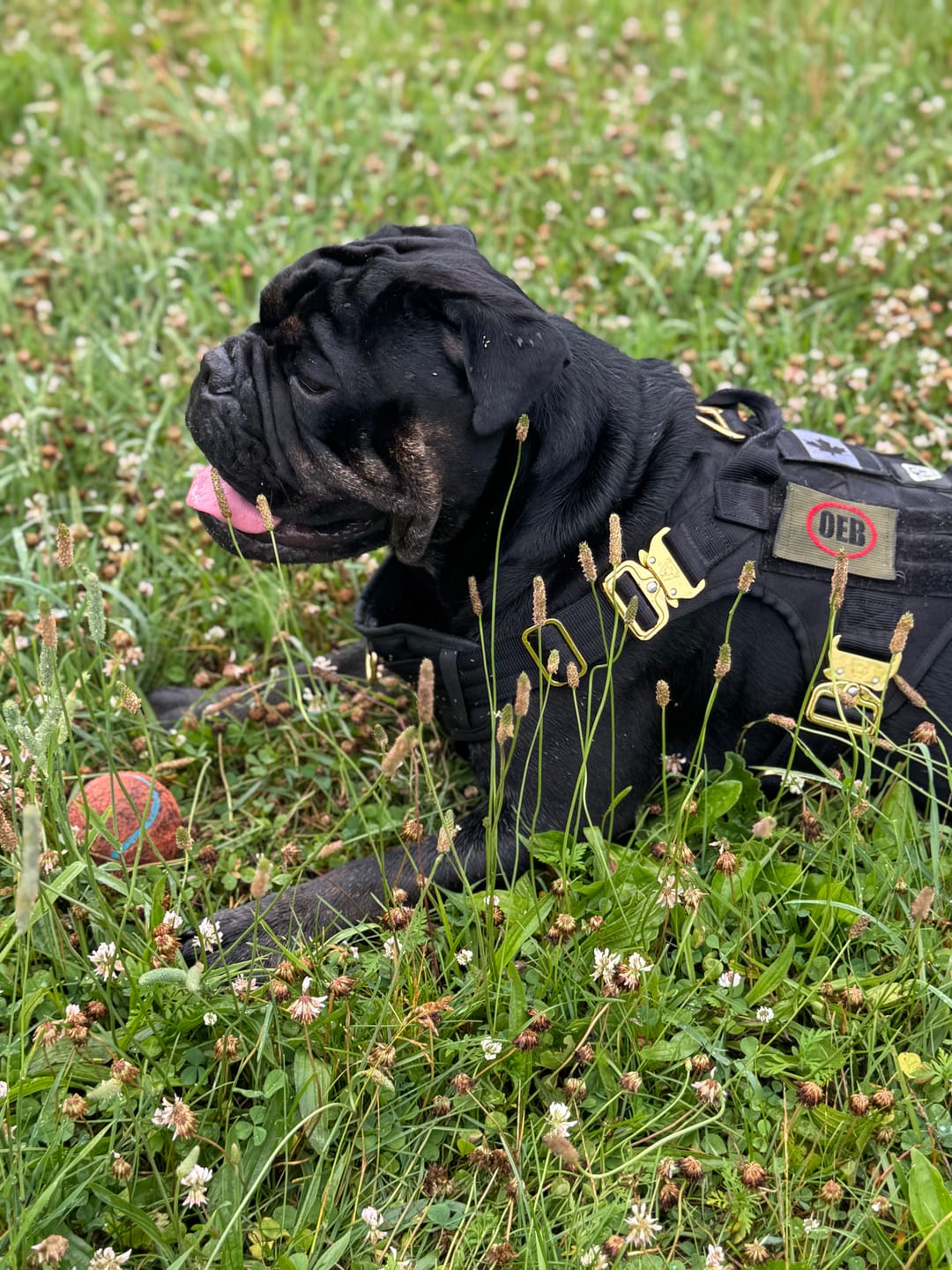 Customer photo review of HNTR 3.0 Dog Harness - Camo