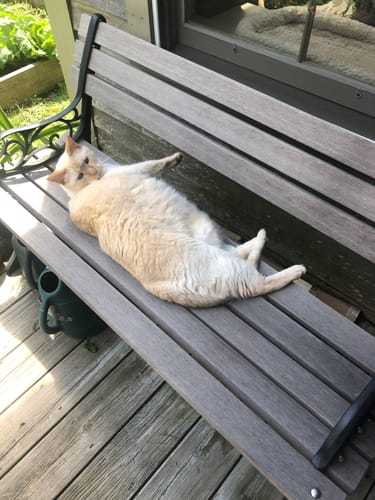 Customer photo review of GCP Flea & Tick Natural Defense for Cats - 100 Soft Chews