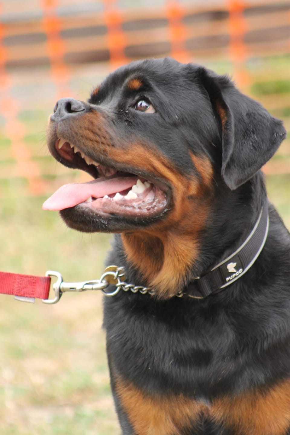 Customer photo review of Martingale Collar - Black
