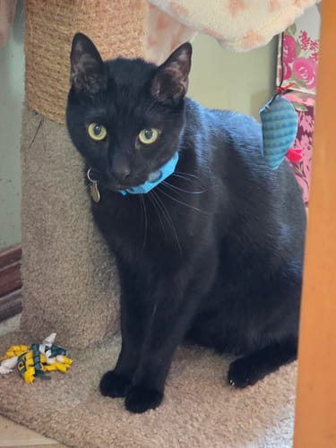 Customer photo review of FurLife™ - 12 Months Flea and Tick Tags for Cats