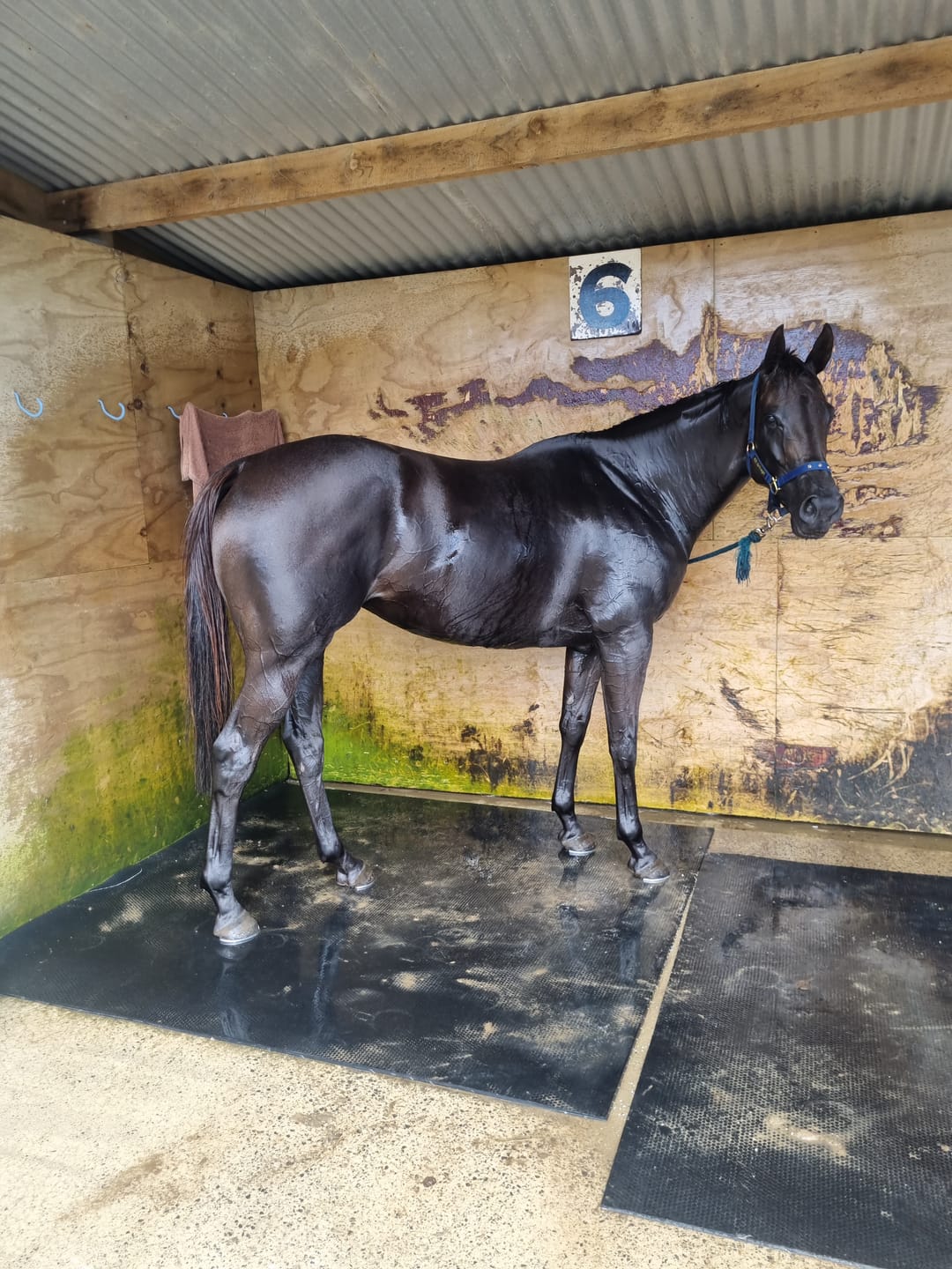 Customer photo review of Digestive HP - Sporthorse Gut Supplement