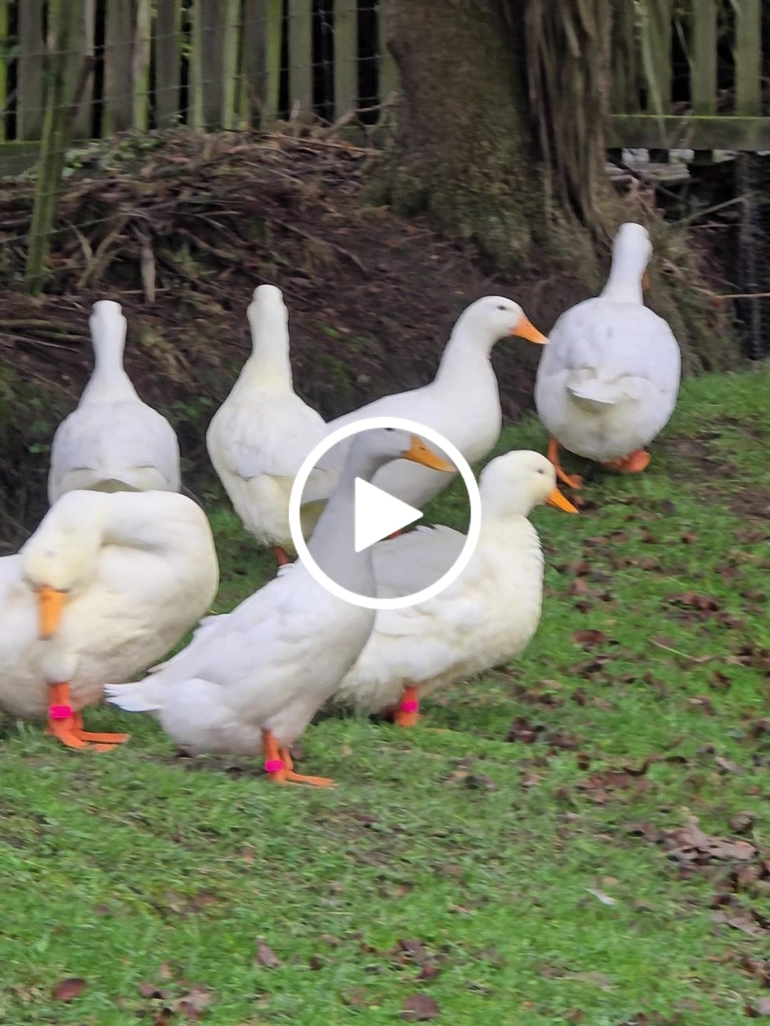 Customer video review of 18mm Poultry Leg Rings 10 pack