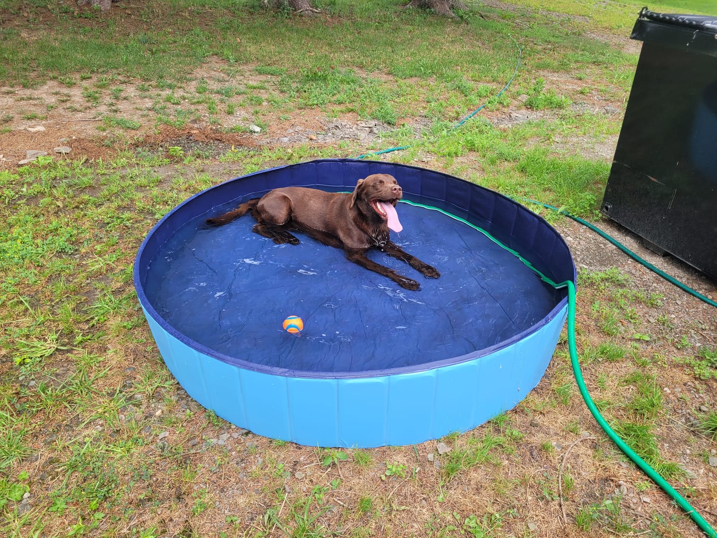 Customer photo review of NEW Pop-Up Foldable Outdoor Dog Bath & Swimming Pool With Side Drain (Aqua Blue)