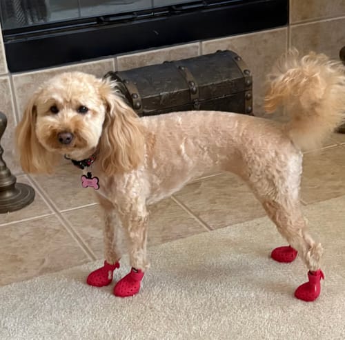 Customer photo review of WagWellies® Mojave