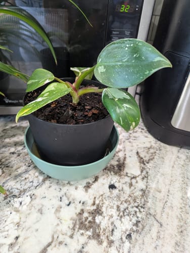 Customer photo review of Plant Food