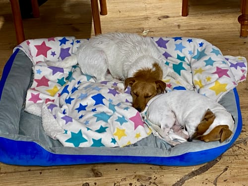 Customer photo review of PaWz Dog Bed