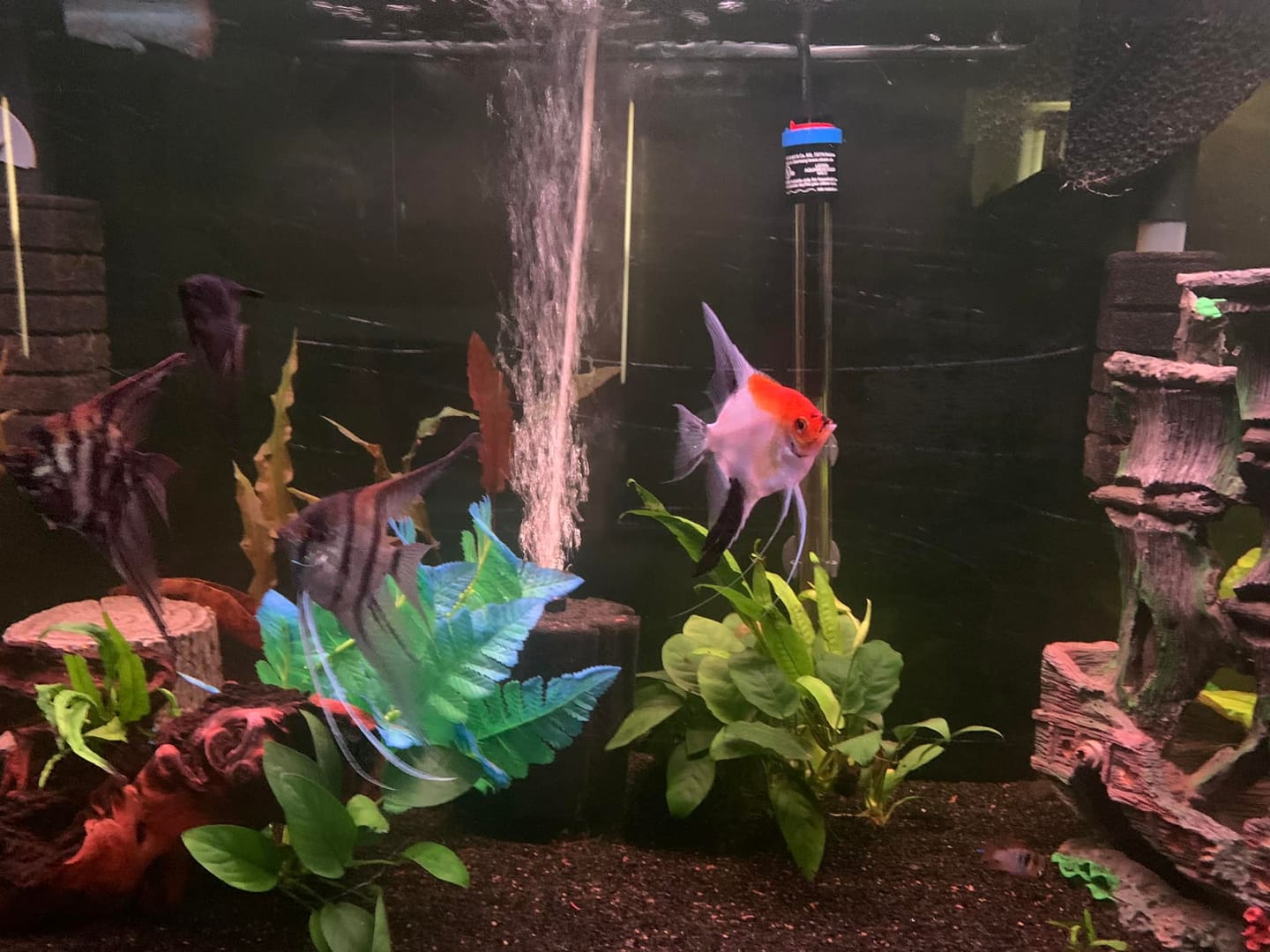 Customer photo review of Koi Albino Red Cap Angelfish