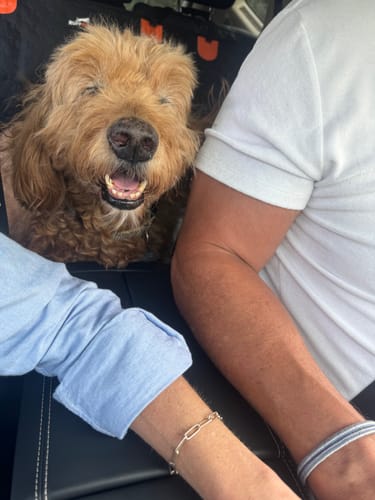 Customer photo review of RuffRover 2.0™ - Hard Bottom Back Seat Extender + (FREE Dog Bed)