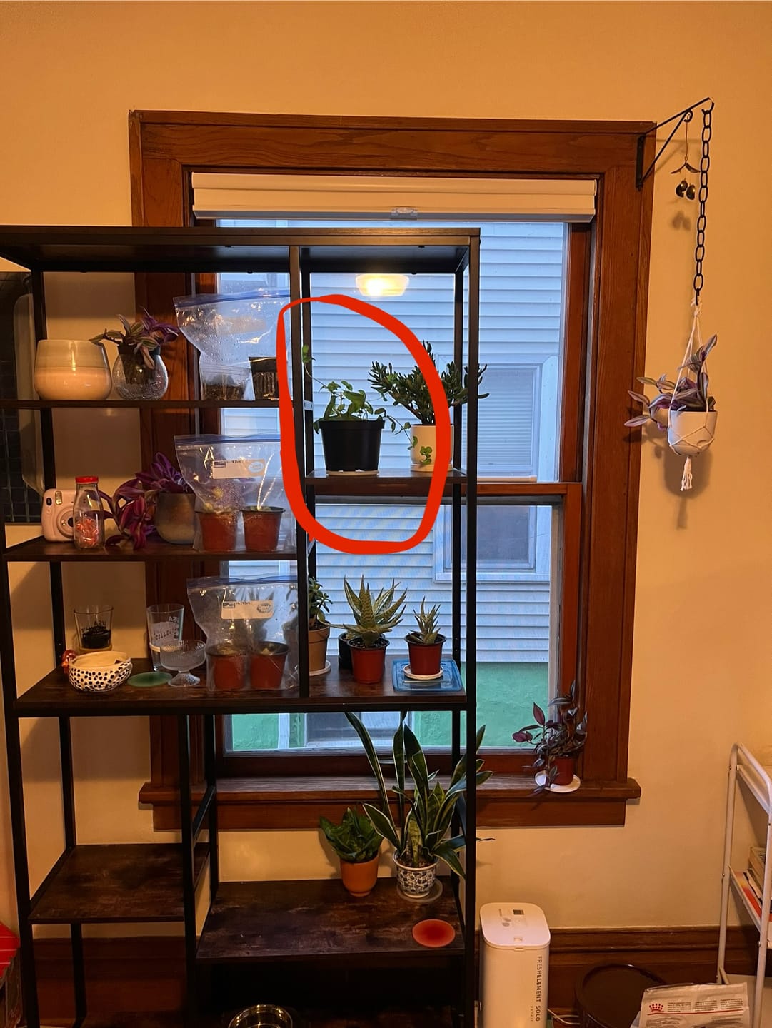Customer photo review of Maranta leuconeura "Lemon Maranta"