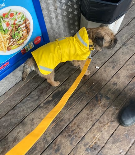 Customer photo review of Walk Leash Gult - Säkert nylonkoppel i olika längder