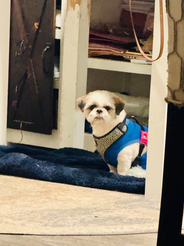Customer photo review of FurLife™ 12 Months Flea and Tick Free