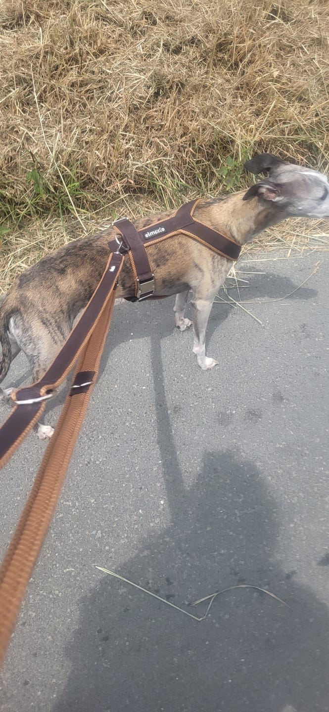 Customer photo review of Führungsleine 2,30m (3-fach verstellbar)