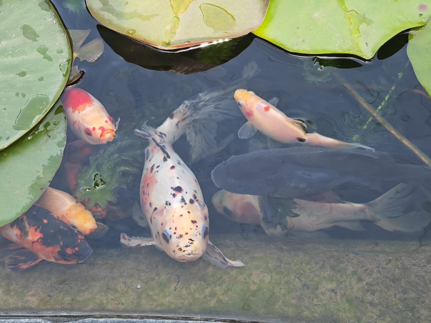 Customer photo review of Futter für Goldfische