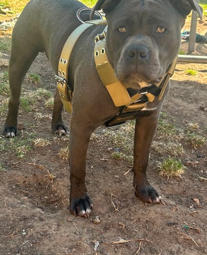 Customer photo review of Hand Made Leather Dog Collar - Ruthless Pink & Black (Slim Fit)