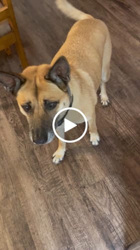 Customer video review of Petsmont Buddy Guard Medium Dog