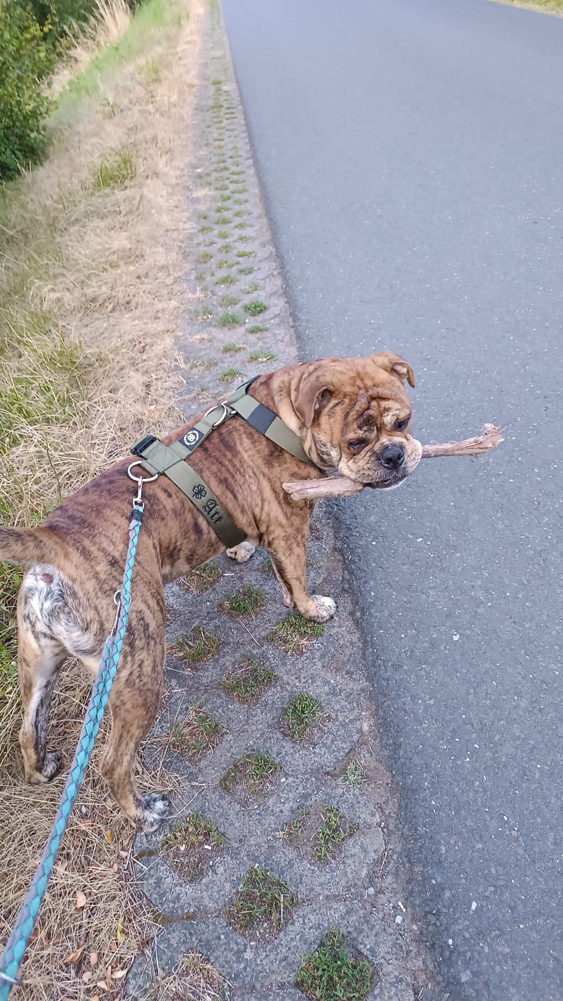 Customer photo review of Training Anti Pull TRI-Harness® | M-XL Breeds - Khaki