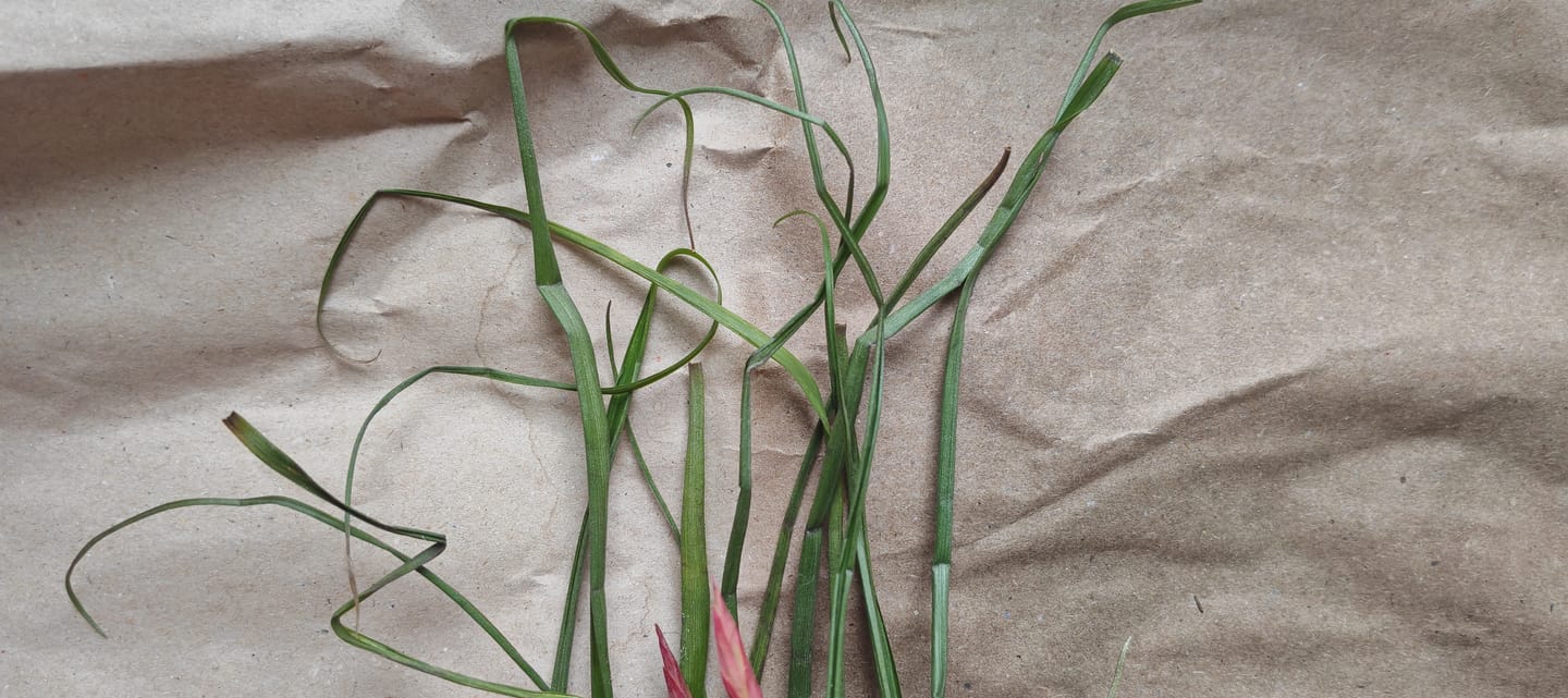Customer photo review of Tillandsia flabellata 'L'