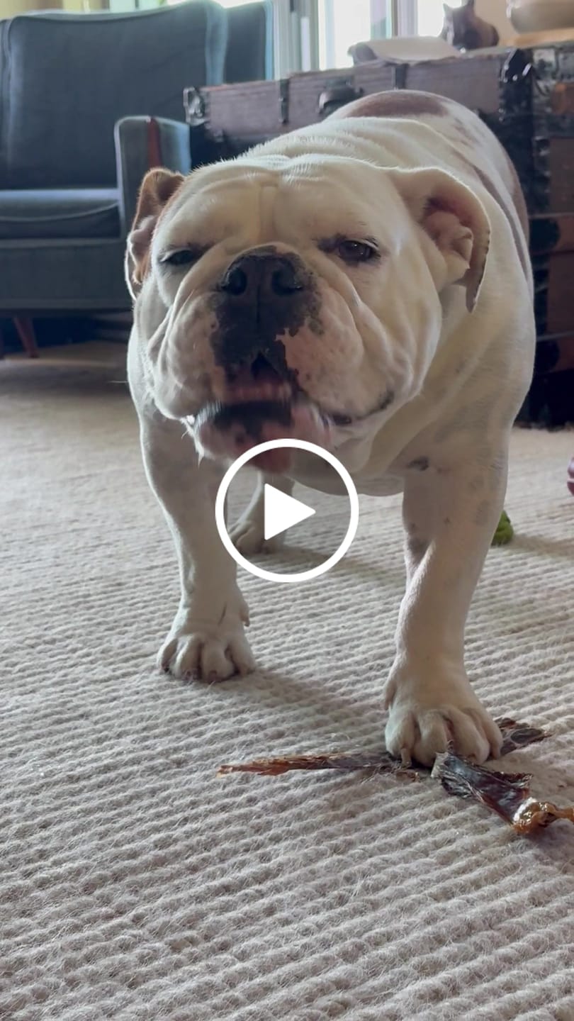 Customer video review of 12 Inch Beef Jerky Strip