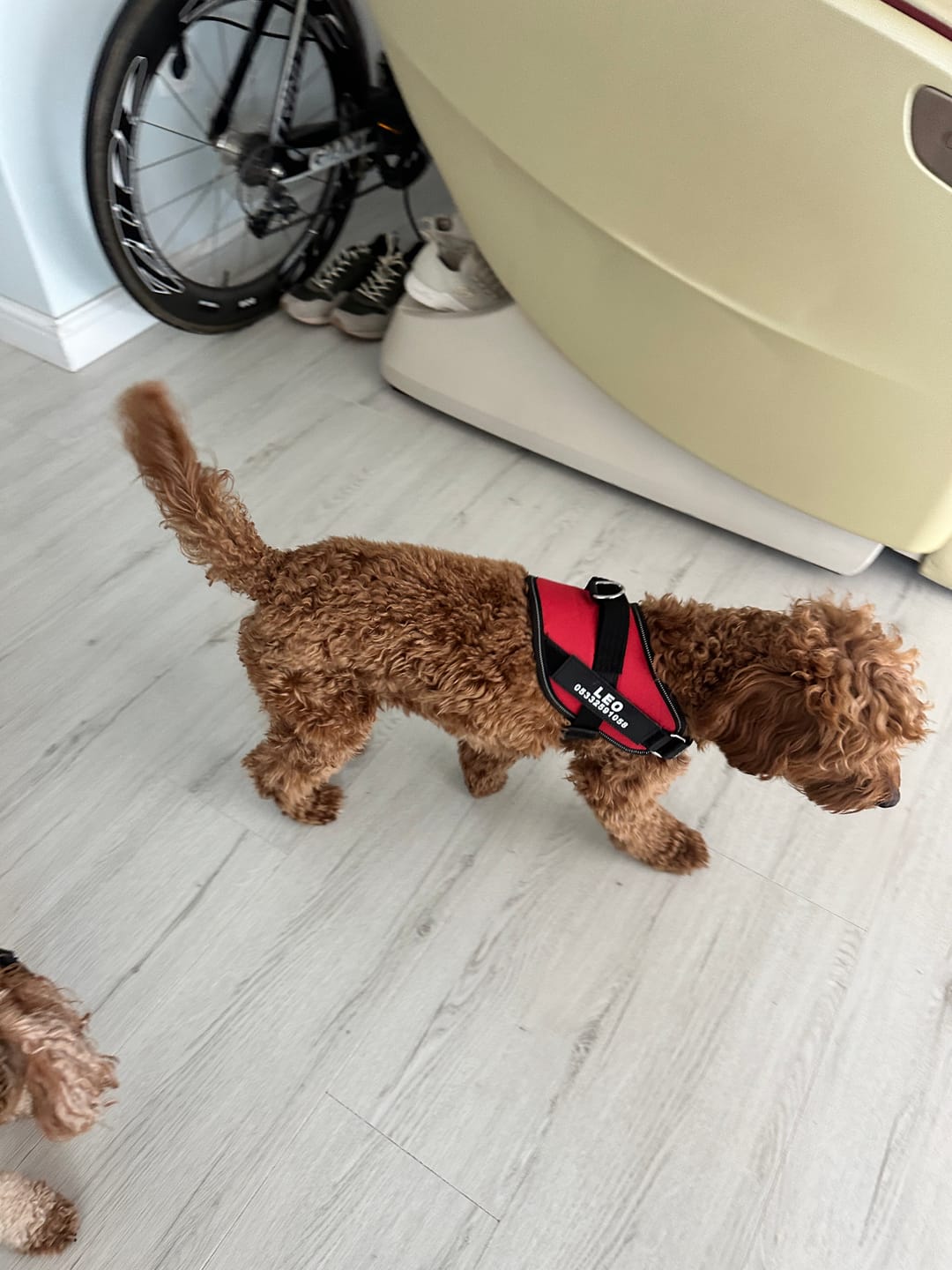 Customer photo review of MellowPurr Özelleştirilebilir No Pull Köpek Tasması