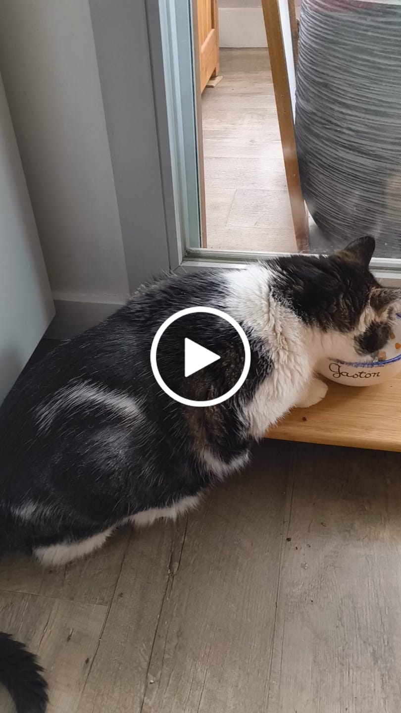 Customer video review of Émincés en sauce BIO au saumon et aux petits pois carottes (chat adulte)